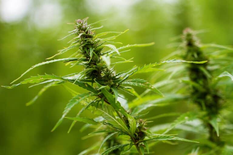 THC CBD Vaping: Ein unkomplizierter Guide zu Cannabiskonsum-Trends